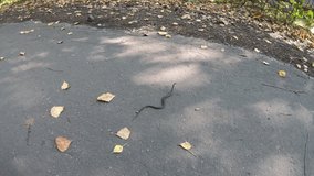 grass ringed water snake Natrix. Young reptile crawling on the asphalt path