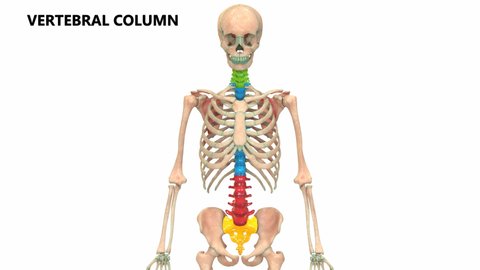 Human Skeleton System Vertebral Column Anatomy. 3D