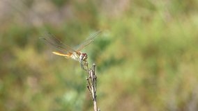 Dragonfly Close-up Macro Video Nature