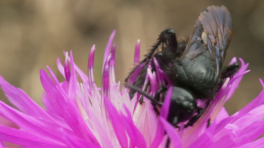 Black Scoliid wasp (Scolia hirta) collects nectar on a purple flower. Macro shot.