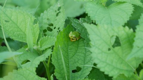 Japanese tree frog - Hyla japonica - is on the leaf in Fukuoka city, JAPAN. without sounds