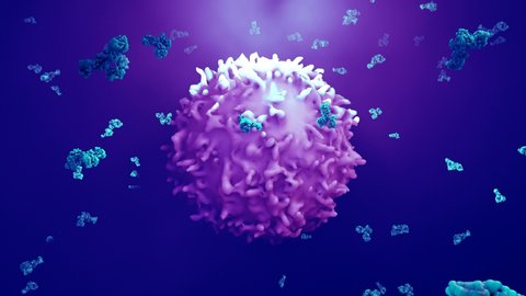Antibodies attack a cancer cell or virus in purple and blue color