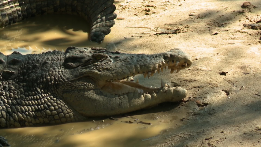 Saltwater Crocodile - Crocodylus porosus image - Free stock photo ...