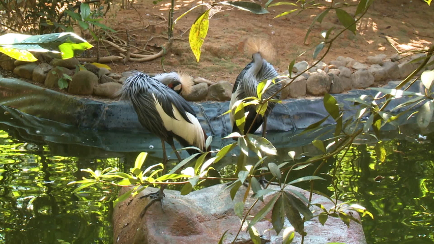 Handheld, medium wide shot of two black crowned cranes standing on a rock.