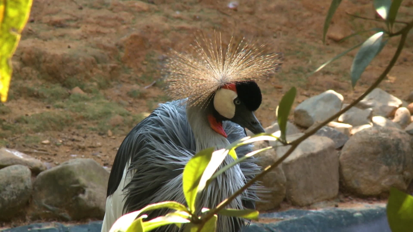 Handheld, medium close up shot of a black crowned crane picking at its neck.