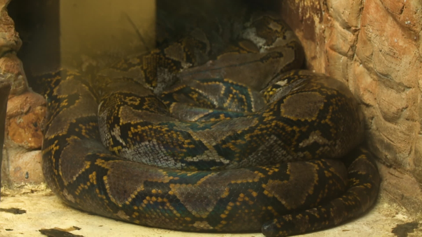 Handheld, medium close up shot of a boa constrictor coiled up in a corner.