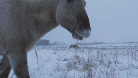 Brownish wild horse going and eating rough hay in a snowy field in winter