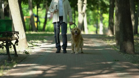 Blind man holding guide dog harness, safely walking with trained pet in park