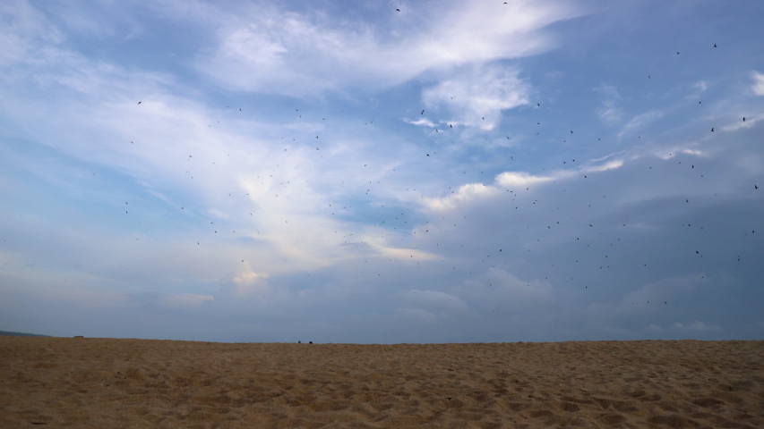 time lapse Birds flying in the sky at the beach