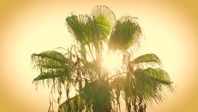 Beautiful palm tree isolated on sunny sunset sky background. Soft sun light transparenting through green fresh leaves of palm. Real time full hd video footage.