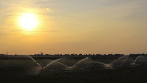 Irrigated Agricultural Fields At Sunset. Farm Field Irrigation System Watering Plants. Agricultural Irrigation System Watering Pepper Field.