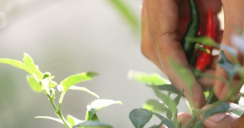 Close up hand pick up fresh pepper chili on tree , home organic garden , 4k resolution
