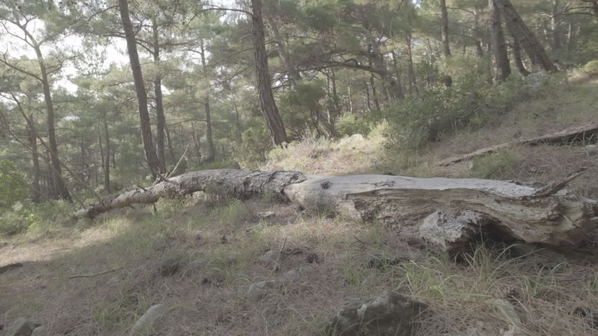an Overturned tree in the forest (f-log)