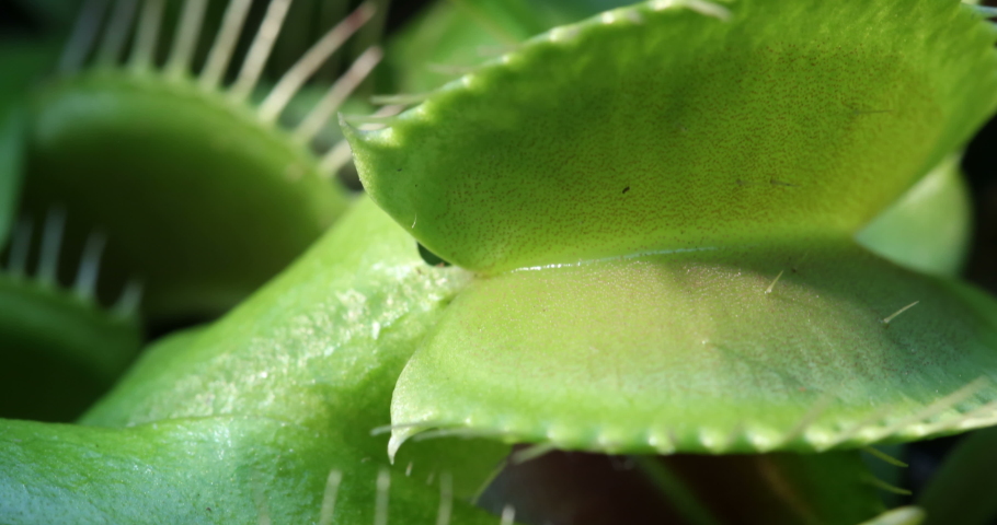 close up of a beautiful venus fly trap timelapse, macro of green venus fly trap in 4k