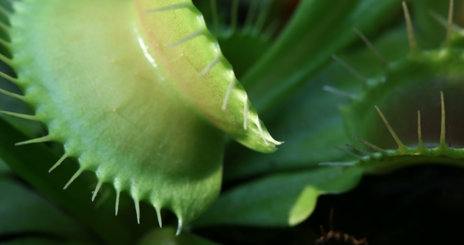 Close up of a beautiful venus fly trap timelapse, macro of green venus fly trap in 4k