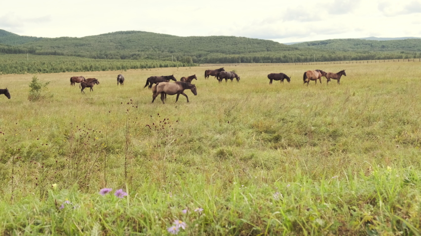 A herd of horses grazes in the summer on a green meadow in the highlands | Shutterstock HD Video #1036342784