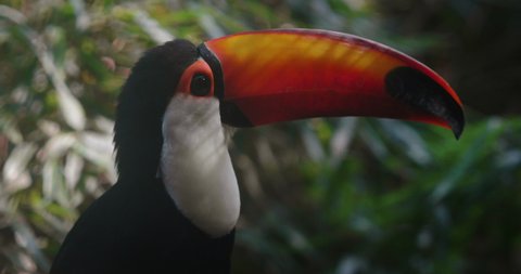 Authentic close up shot of the exotic colourful toucan bird in it natural habitat.