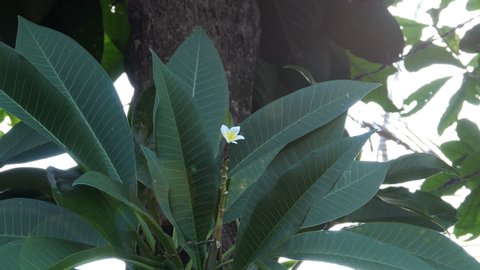 White flowers plumeria with green leaves in garden
