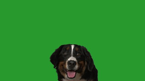 Bernese mountain dog portrait on green screen