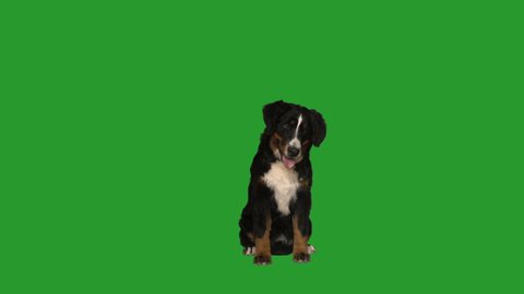 Bernese Mountain Dog on a green screen