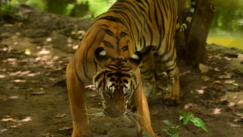 Sumatran tiger (Panthera tigris sondaica) portrait | Shutterstock HD Video #1036353767