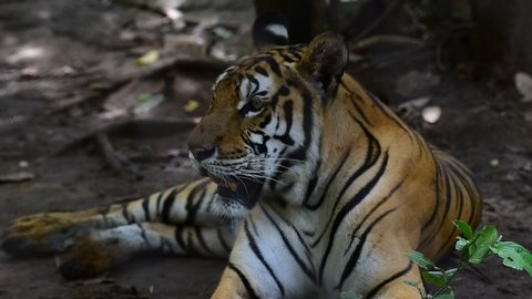 Sumatran tiger (Panthera tigris sondaica) portrait