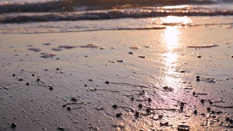 Seashells in the sand on the beach. Sunlight in the sea waves on the shore. Skyline. Selective focus in the frame.