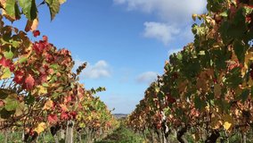 Vine moving in the wind. This is Beautiful colorful vineyard in autumn in France 