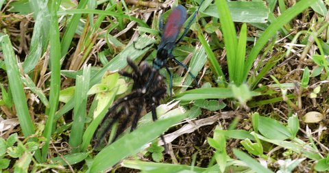 A Tarantula Hawk Wasp (Pepsis sp.) dragging a paralysed tarantula towards its burrow where its larva will feed on the spider.  Near Mindo on the Pacific slopes of the Andes in Ecuador.