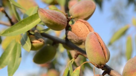 Almond tree with ripening fruit in autumn at sunset. Almonds growing on a branch in orchard. Almonds in shell ready for harvest. Almond nuts ripening on tree, close up. Prunus dulcis. 