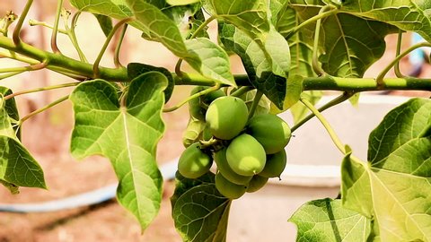 Chiang Rai , Chiang Rai / Thailand - 06 27 2019: Jatropha Curcas green fruit hanging on a tree in Chang Rai Northern Thailand