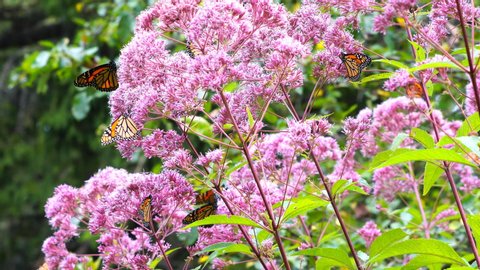 Monarch butterflies feeding on pink flowers of milkweed plants in early autumn in Toronto, Ontario, Canada