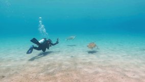 Scuba diver photographer swimming with pair of green sea turtles (Chelonia mydas).  Marine animals in tropical ocean, underwater video from scuba diving with turtles. Aquatic wildlife footage.