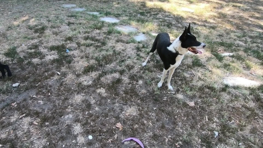 Black and white dog running away fast in the park on a sunny summer day.