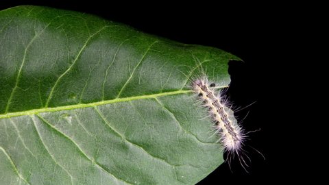 Caterpillar Eating Green Leaf in Time Lapse on a Black Background