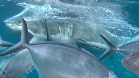 Reveal of a Great White Shark attacking some fish with mouth open. Slow motion. Cage diving