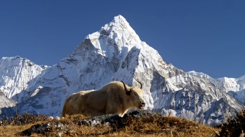 Dozy white yak against snowy Mount Ama Dablam, Himalaya, Nepal. Trek to the Everest Base Camp. 4K