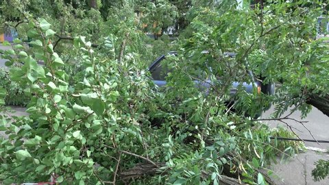 4K Car buried under twigs ana foliage a big fallen tree
