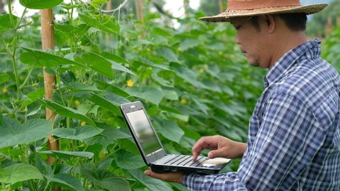 Farmer typing on computer keyboard in Cucumber garden. Close up of man hand using notebook in farm. Agriculture technology