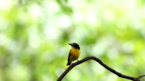 Male of Yellow-rumped Flycatcher (Ficedula zanthopygia) Beautiful Bird with perched on a branch 