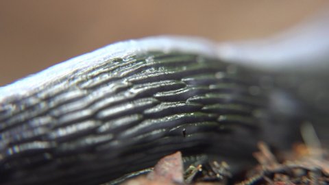 The black slug, black arion, European black slug, or large black slug, Arion ater L. is a large terrestrial gastropod mollusk in the family Arionidae the round back slugs. Snail mucus mollusc.