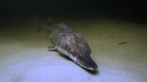 CIRCA 2010s - Underwater footage of the endangered Gulf Sturgeon (Acipenser oxyrinchus desotoi), 2018