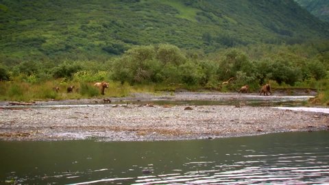 CIRCA 2000s - Mother Kodiak Bear (Ursus arctos middendorffi) with cubs fishing in a creek, NWR Alaska, 2007