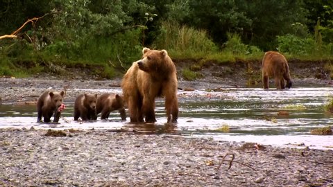 CIRCA 2000s - A mother Kodiak Bear (Ursus arctos middendorffi) with her cubs fishing in a creek, NWR Alaska, 2007