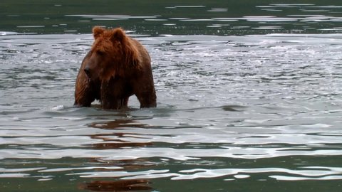 CIRCA 2000s - Kodiak Bear (Ursus arctos middendorffi) catches and eats a salmon, NWR Alaska 2007