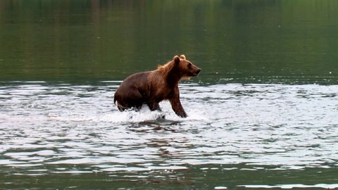 CIRCA 2000s - Kodiak Bears (Ursus arctos middendorffi) hang out near a river, NWR Alaska 2007