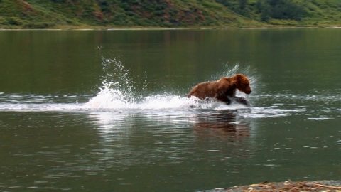 CIRCA 2000s - Kodiak Bear (Ursus arctos middendorffi) catches and eats a salmon in a lake, NWR Alaska 2007