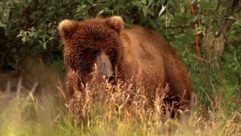 CIRCA 2000s - Kodiak Bear (Ursus arctos middendorffi) sits in weeds, NWR Alaska 2007