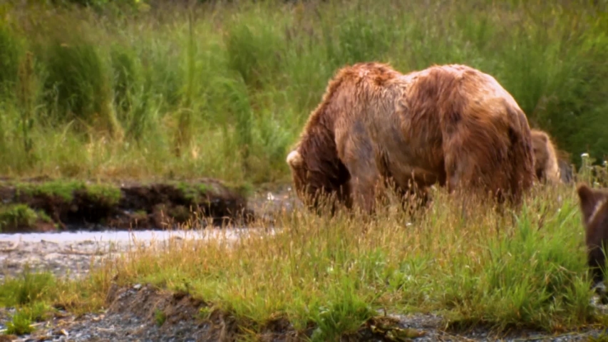CIRCA 2000s - An adult Kodiak Bear (Ursus arctos middendorffi) fishing in a creek with her cubs, NWR Alaska, 2007