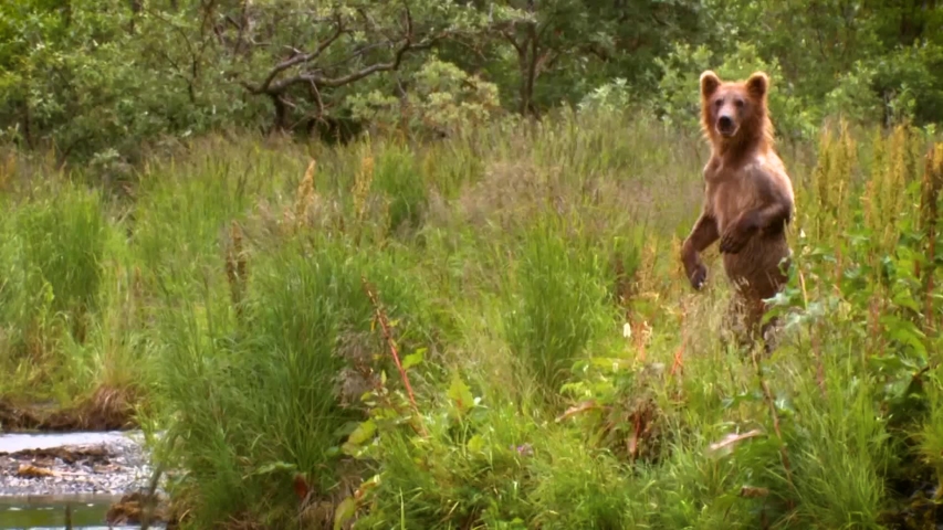 CIRCA 2000s - Adult Kodiak bear (Ursus arctos middendorffi) crosses stream to juvenile bears, NWR 2007